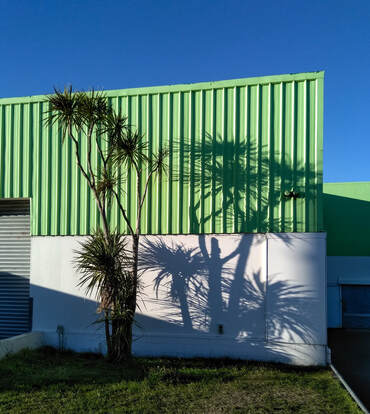 Cabbage tree. Photo: J.Gilberd, urban landscape photography,, Photocourse 1, learn photography Wellington central, beginners photography classes, DSLR photography, mirrorless camera course